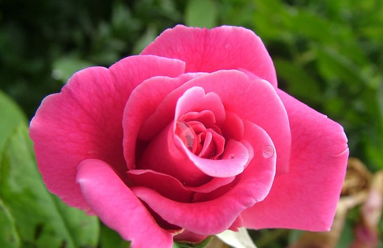 【老虎】婚后“母老虎”的三个生肖女，脾气大却会照顾人，生活幸福又富裕