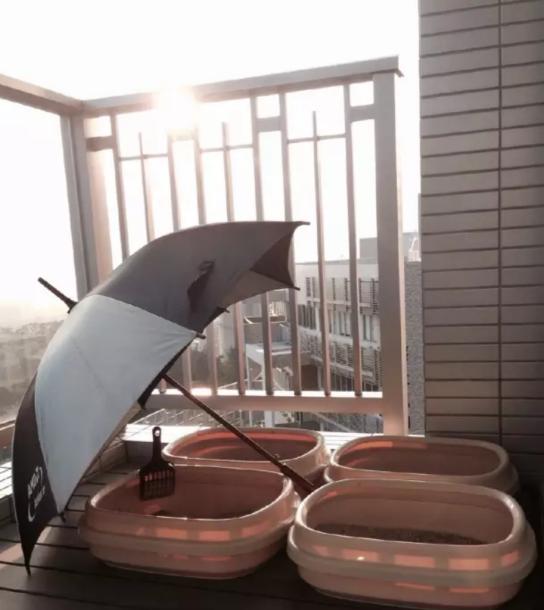 胡杏儿|走进胡杏儿结婚后的家,香港房子都太小了,客厅要跟厨房挤在一起