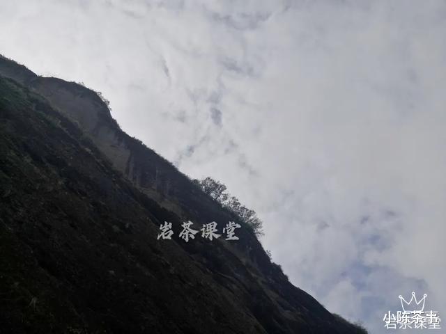 小陈茶事|武夷岩茶秘辛，三百多年的母树大红袍，为什么长不成参天大树？