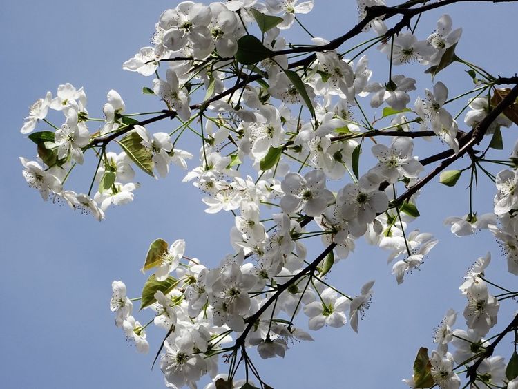 [生肖]5月内，缘分和桃花愿意妥协，月老牵线搭桥，为爱加油的四大生肖