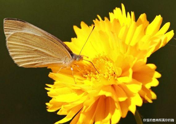 吉星|到了9月，吉星伴身，4属相霉运转鸿运，喜迎财运，生活富贵无忧