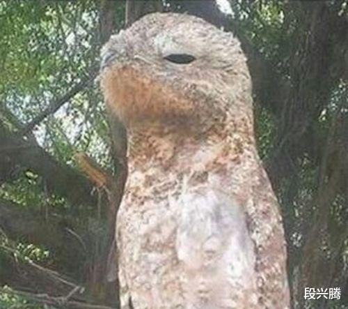 外星生物@村口大树上停留奇怪生物,长得很像瘌蛤蟆,样貌吓哭村中老少!