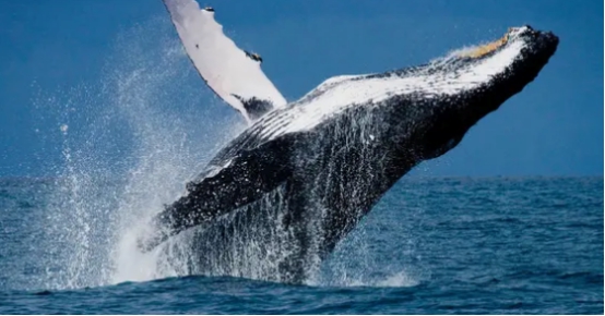 鲸鱼|鲸鱼是对抗全球变暖的小能手？科学家：一鲸相当于20亿棵树！
