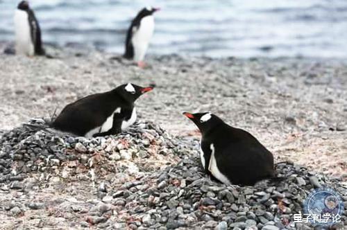 基因|压力是人类的4倍，可以将粑粑射到1.34米外，企鹅真是又臭又可爱