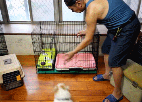 不知道如何正确训练狗狗上厕所？看这里就对了