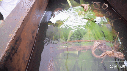 粽子▲你见过588斤的大肉粽吗？它包进了一个牛头和一整只猪