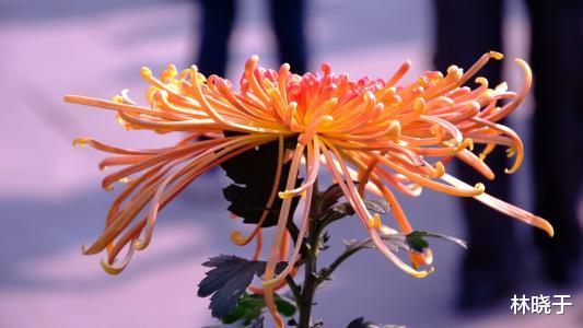 金牛座|10月3号开始，运势上上签，横财大奖接不赢，翻身变富翁的生肖