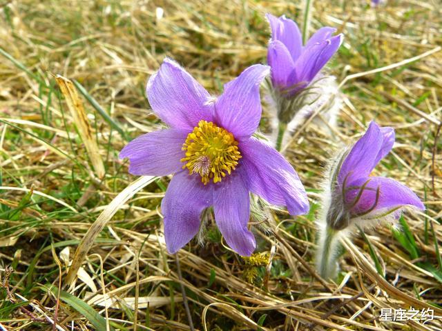 ■在7月上旬，好运相伴，喜上眉梢，诸事顺利的三大星座