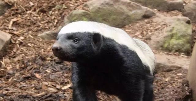 大熊猫|自然界中有哪些看似“战五渣”，实则战斗力“爆表”的动物？