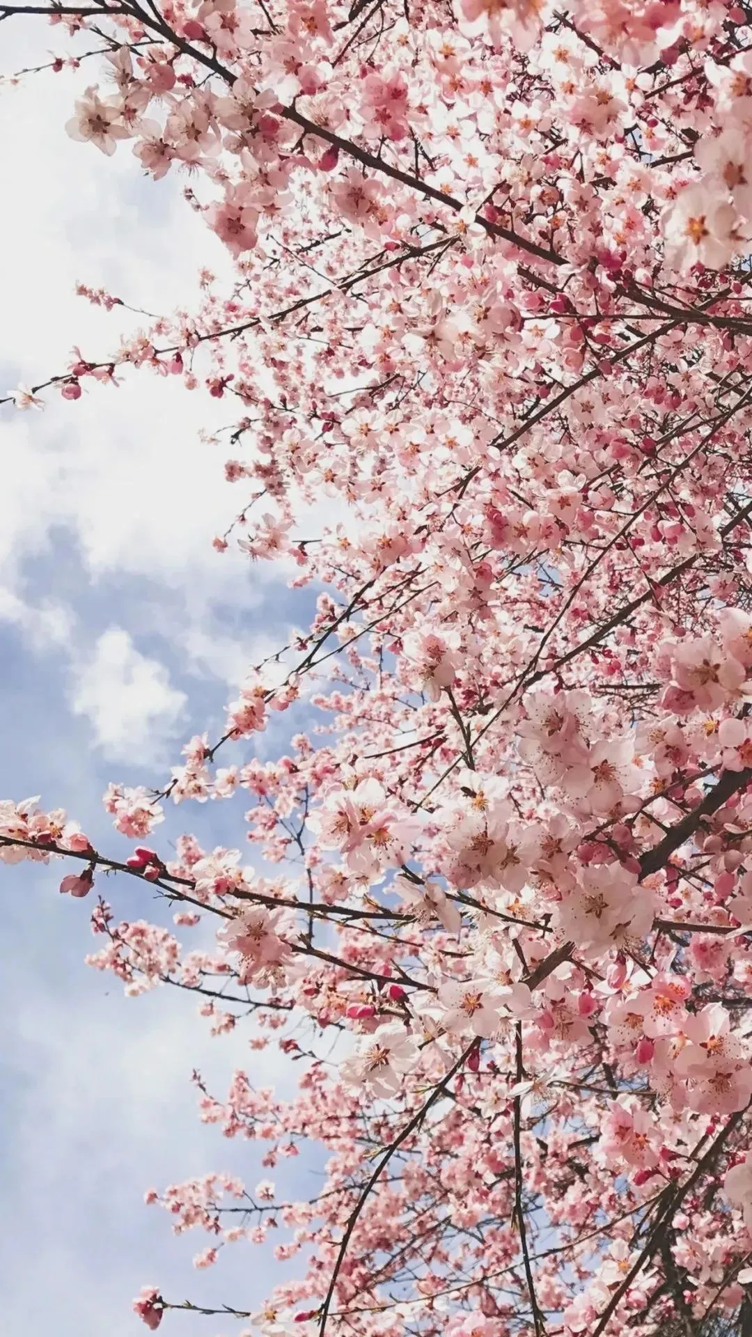 云南：重磅！31日起，阿坝州九寨沟、黄龙、四姑娘山、达古冰川景区恢复开园！