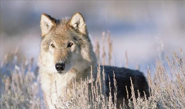 :世界上“最大”的狼,成年公狼体长达1.8到2米,曾惨遭人类灭杀!