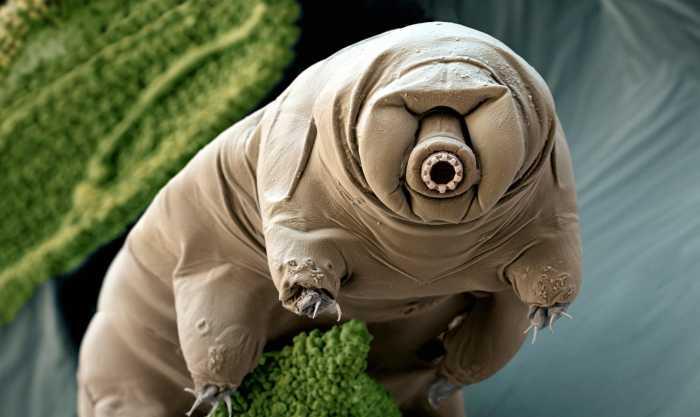 #水熊#冻不死烧不坏的水熊虫，科学家认为，对付它仅有一个办法