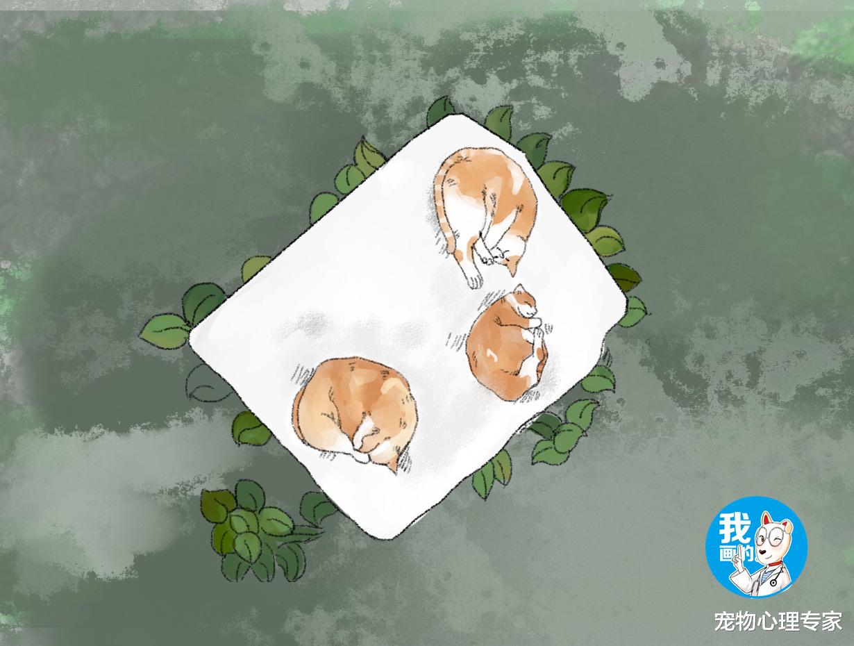 女大学生晒的被子给风吹到楼下，刚想去捡，往下一看竟“长猫”了