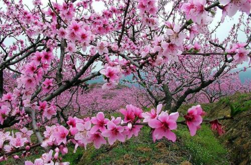 「巨蟹座」5月初,桃花芳香,爱情到来,喜遇有缘人的三星座