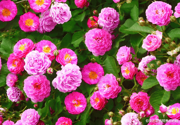 |进入8月财源滚滚，4属相好事紧随，吉星高照，左右逢源，好运不断