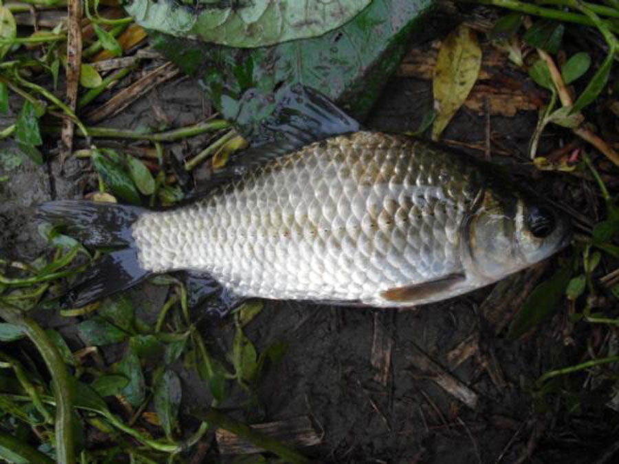 鲫鱼|秋钓心得,没那么多讲究,蚯蚓挂饵足矣