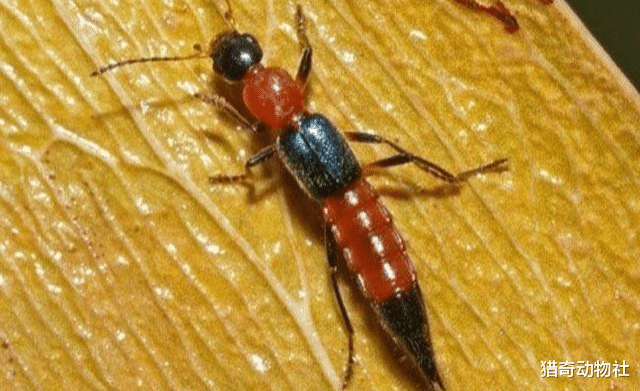 黑猩猩|“硫酸蚂蚁”到底是什么生物？该如何防治？