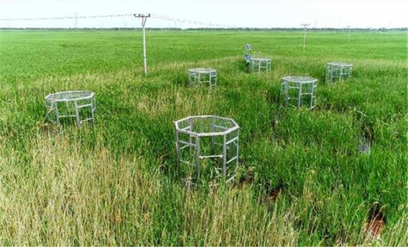 『』专家为经济引进的外来物种，42年后泛滥成灾，至今没有天敌