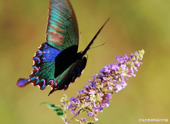 运势|未来一周吉星庇佑,4属相运势上上签,生活顺利又如意,好运连连