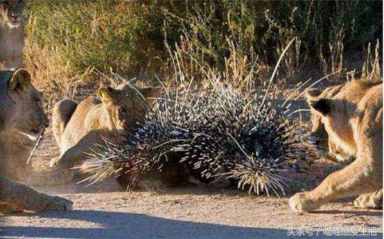 豪猪|宁夏发现球型猛兽，体重二十斤不过斗大，能够杀狮害豹异常凶猛