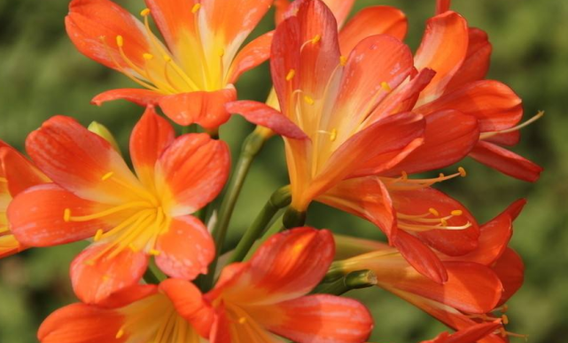 生肖|到了10月中旬事业运旺盛，吉星降临，富贵临门的三生肖