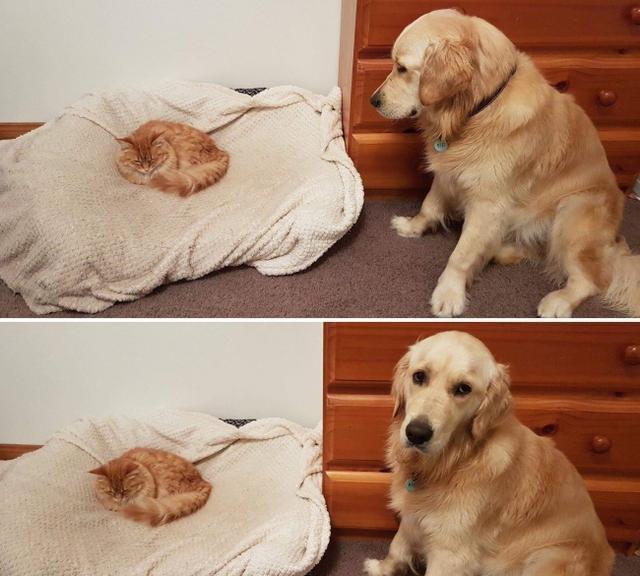 21张搞笑图片告诉你，什么叫做被猫咪支配的恐惧。狗子：我太难了