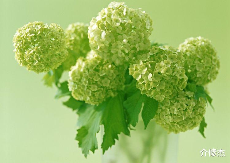 生肖|九月起有喜事！桃花运爆棚，真爱找上门，注定要脱单的4大生肖！