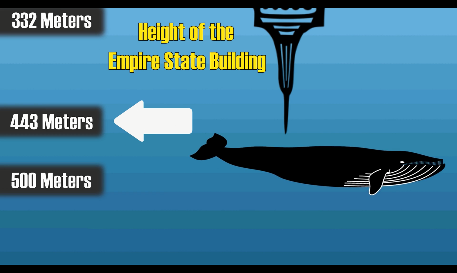 海洋生物|大海究竟有多深?看完这些你可能也会得深海恐惧症