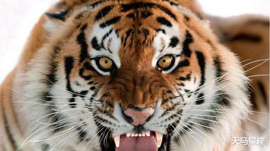 生肖|虎虎人：在未来20天，红鸾星动，姻缘巧合，牵手幸福