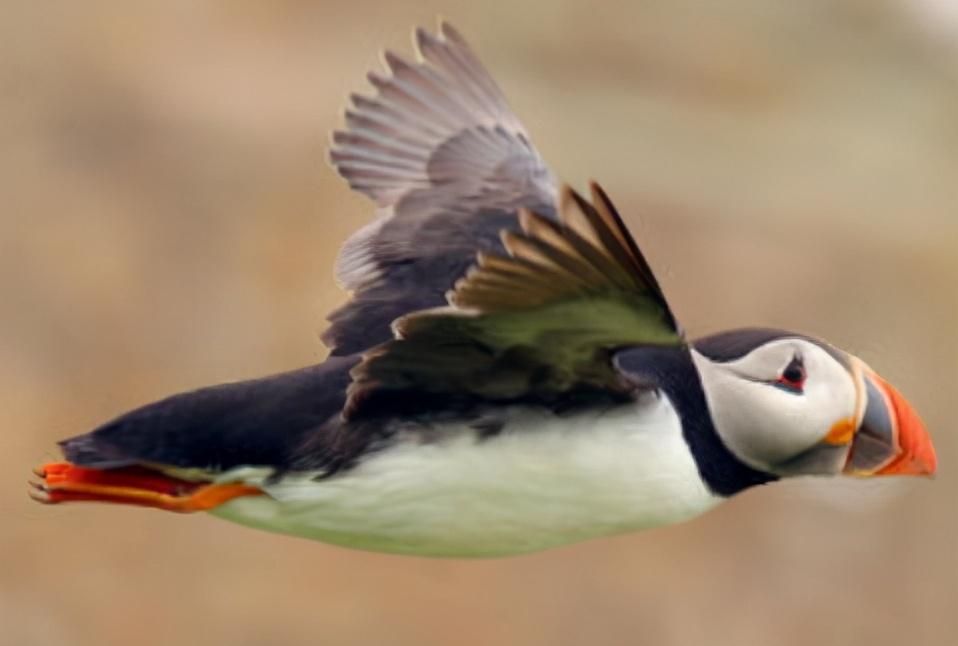 |全世界最惨国宝，被本国人民吃到濒临灭绝，当地人：最爱吃它的心脏