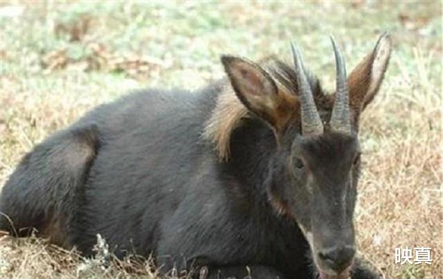 顺丰速运|浙江大爷发现一只“四不像”，专家到场，要求立即封村