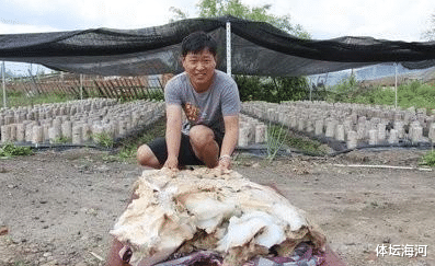 |“太岁”究竟是什么物种？专家：目前还在研究，它们违背自然规律