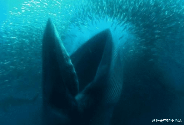 ▲世界上最大、最重的动物——在海面上出现就像一座小山