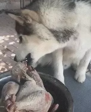 哈士奇啃一只冻鸡，坚硬无比，费力的二哈：比拆家困难
