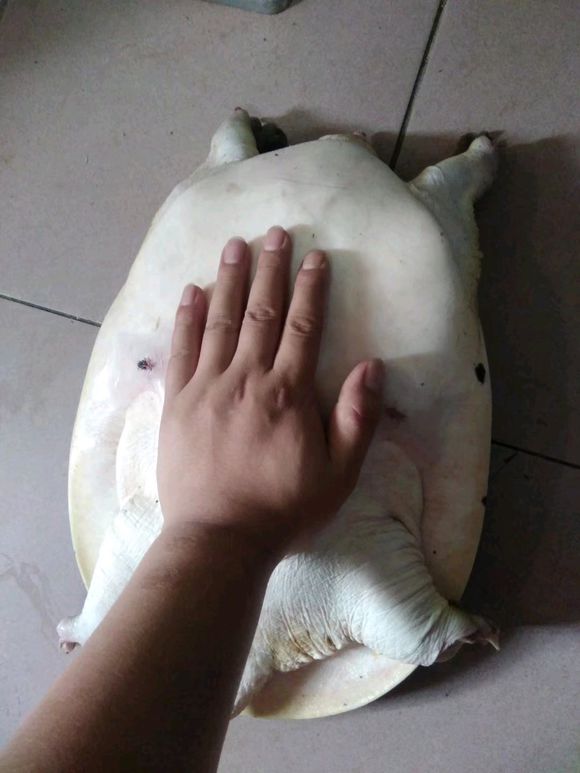 千岛湖|千岛湖“二十斤大鳖”爬上岸，被岸边钓鱼人捕获，是保护动物？