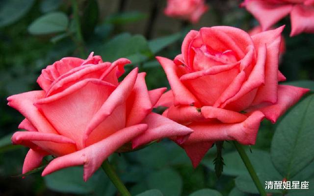 生肖▲十二星座中心口不一的三大星座，心太软但嘴太硬，死要面子活受罪