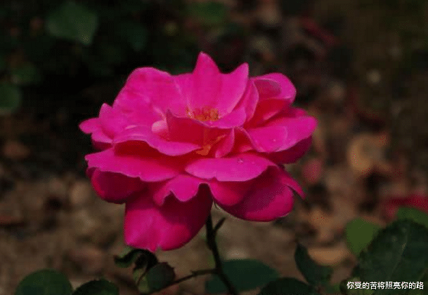 「十二星座」6月开始吉星傍身,财情兼收,事业万事如意的生肖