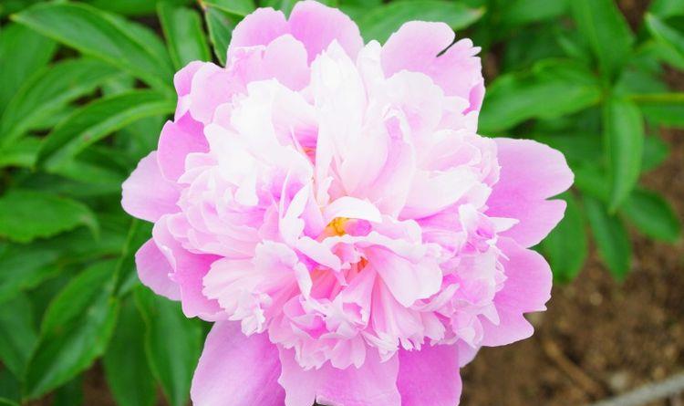 生肖|10月开始，时来运转，财富翻几番，事业顺风顺水的四大生肖