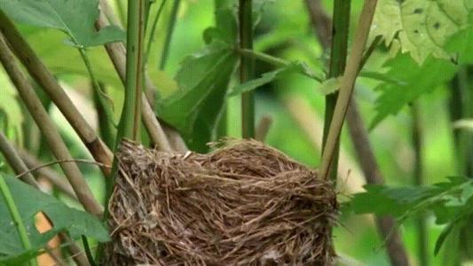 @布谷鸟,你可能常见,但它们的“卑劣”真面目,你未必了解