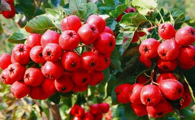 『苹果』减肥期间远离这三种家常菜,才会更健康