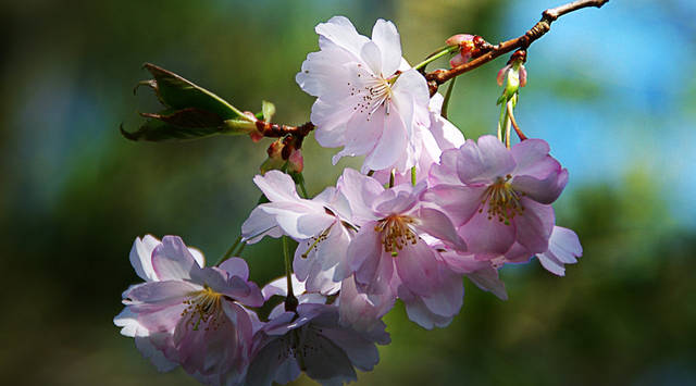 「运势」恭喜！春分过后，运势缠身，八方来财，事业有成，一顺百顺的生肖