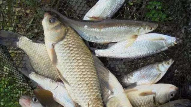 @钓鱼不打窝，钓得也不多，大师级垂钓做窝秘诀双手奉上