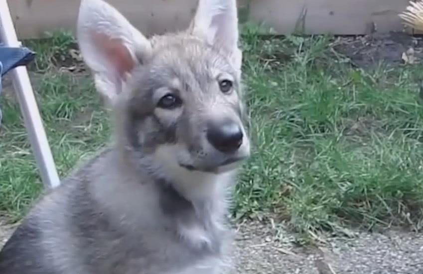 科学家■不同物种杂交能造出什么“怪胎”，第二个笑喷了