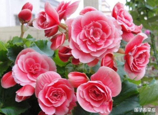 []未来十天，桃花满枝，旧情萦绕，触动心扉，决定回头，与前任相守