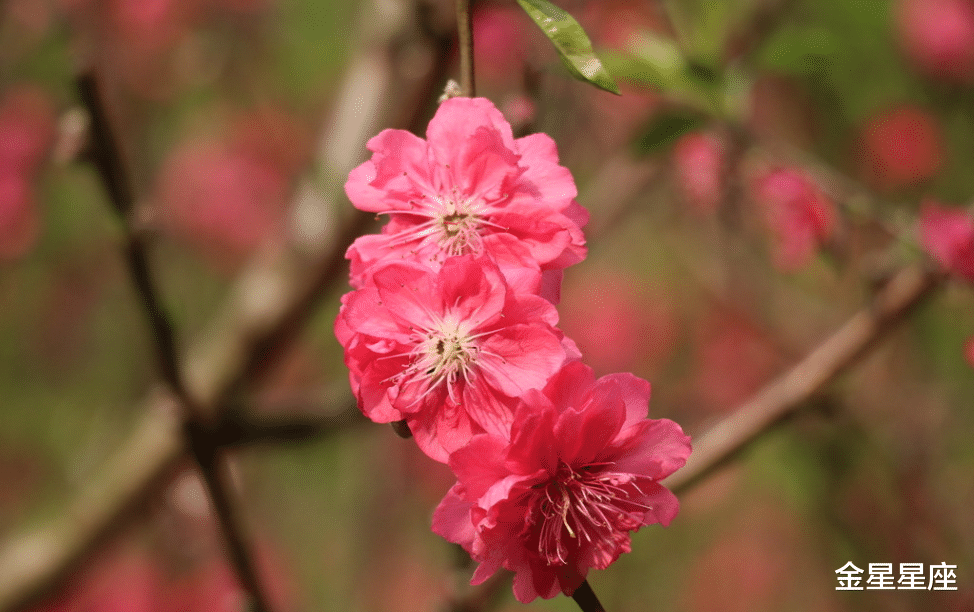 生肖@喜鹊报喜：6月19号财运喜上眉梢，3生肖日子旺，一顺百顺到年底