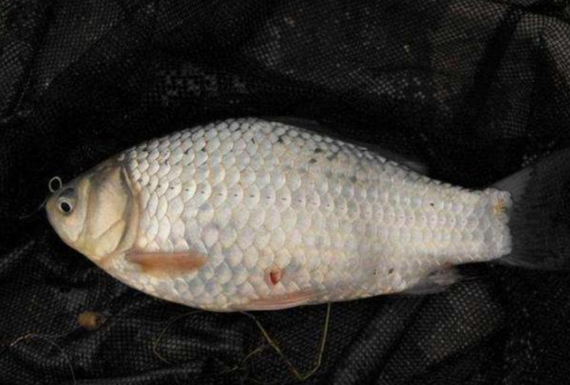 日本|日本“假鲫鱼”来到中国，顷刻间泛滥成灾，一次钓一桶钓友很开心