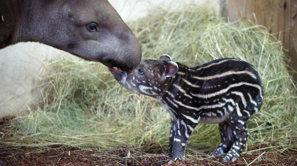 非洲:世界动物之最-高清版(2)