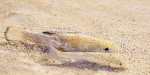 |世界上最坚强的鱼，没水了还能活5万年，现在就剩38条了！