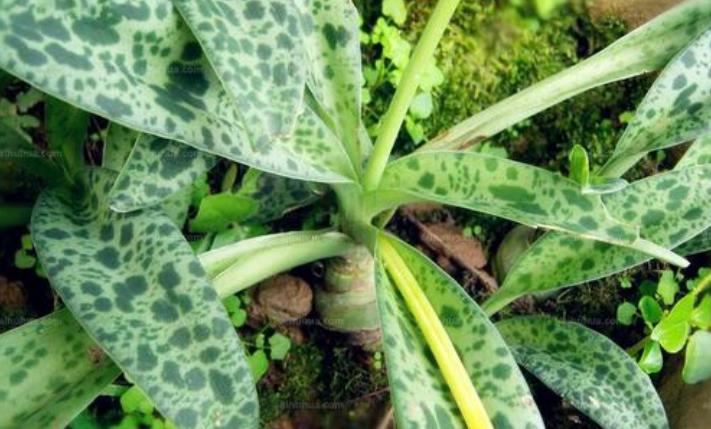 运势|10月开始，运势高人一等，财运大旺，好运伴身的生肖