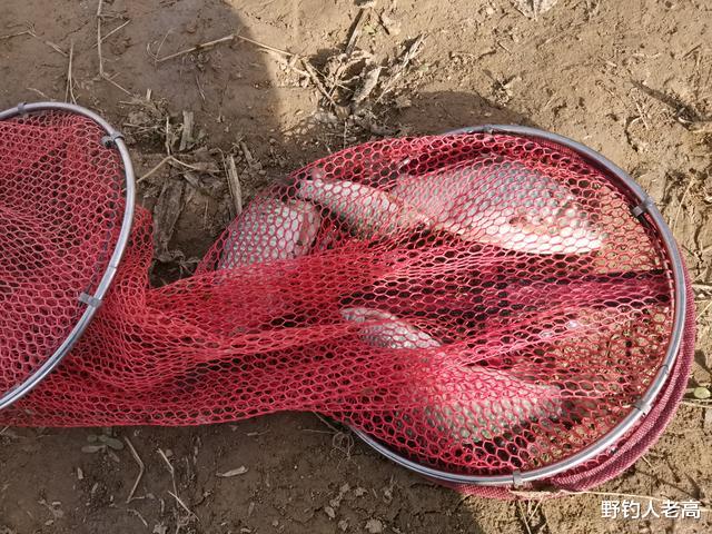 蜂蜜|蜂蜜涂抹蚯蚓，钓鱼好用吗？巧用3个技巧，提升它的诱鱼效果！